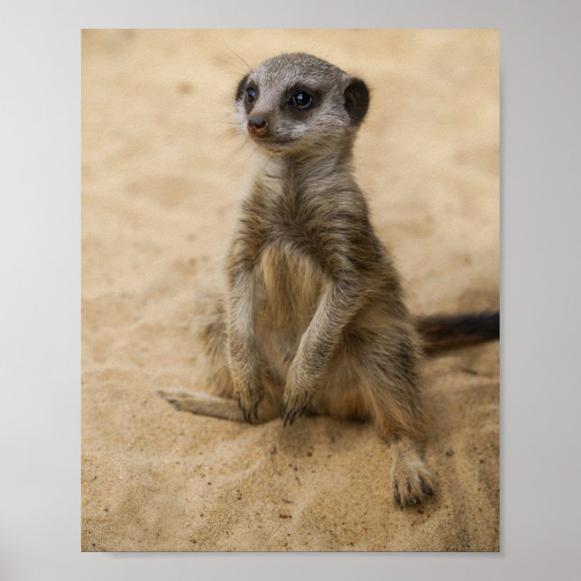 Póster Bebé Meerkat Sentado En El Poster De Arena (Frente)
