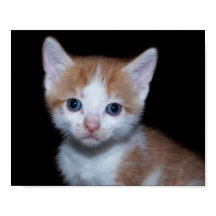 Bebé naranja y gatito blanco