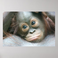 Bebé Orangután Aferrado A Su Madre