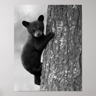 Póster Bebé oso negro en árbol rústico