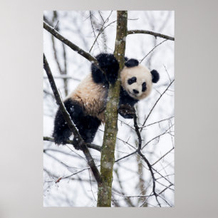 Póster Bebé panda en el árbol
