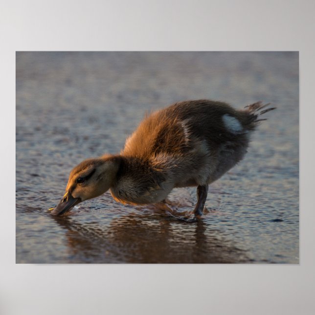 Póster Bebé sediento (Frente)