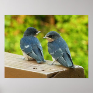 Póster Bebé Traga fotografías de aves naturales