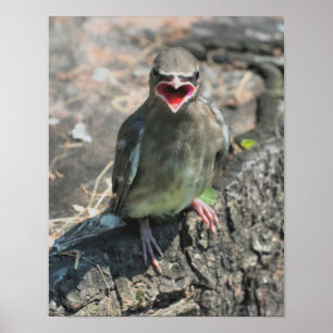 Póster Bebé Waxing Bird Animal