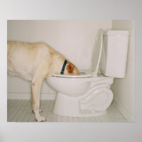 Beber perro del inodoro