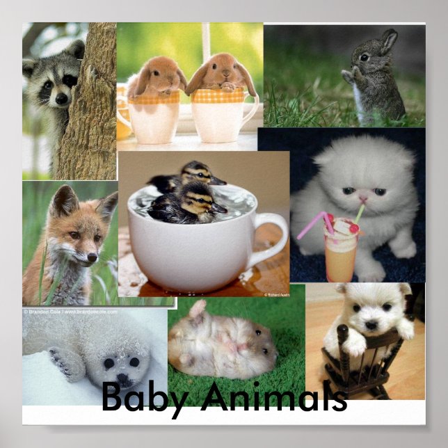 Póster Bebés (Frente)