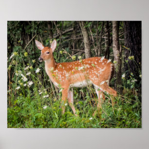 Póster Bebés Animales Fawn Deer
