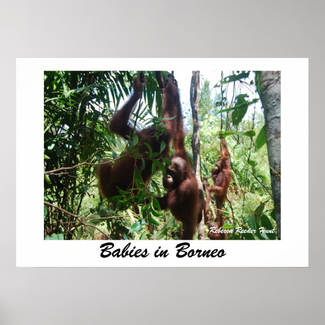 Póster Bebés de Borneo (Frente)