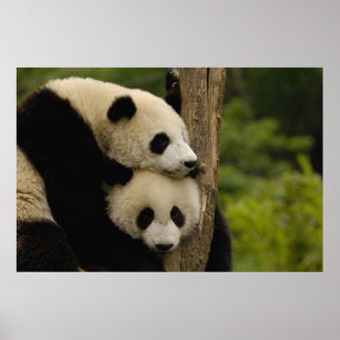Póster bebés de panda gigante (Ailuropoda melanoleuca)