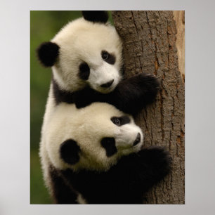 Póster Bebés de panda gigante (Ailuropoda melanoleuca) 2