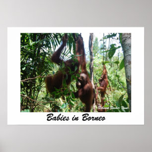 Póster Bebés en Borneo