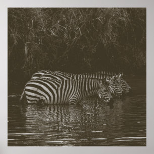 PÓSTER BEBIDA DE LA FAMILIA ZEBRA