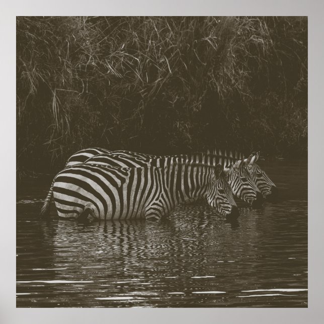 PÓSTER BEBIDA DE LA FAMILIA ZEBRA (Frente)