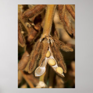 Póster Bebidas de soja maduras