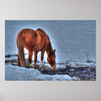 Póster Bebiendo Red Dun Ranch Horse Equine Foto