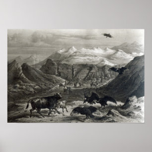Póster Becerro que es atacado por los cóndores
