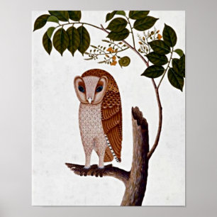 Póster Bechuza Botánica Vintage, Bóorong Antoo