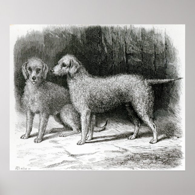 Póster Bedlington Terriers- El Sr. F. Armstrong's (Frente)