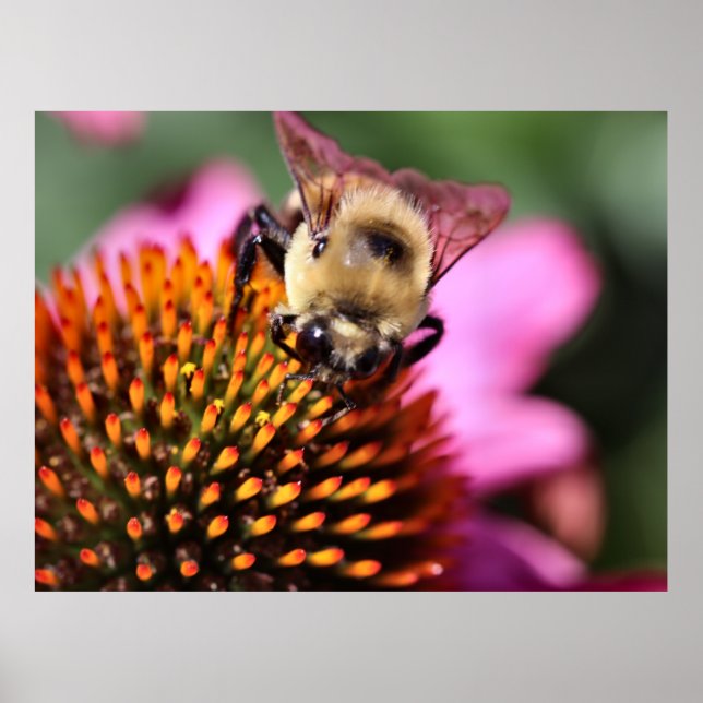 Póster Bee (Frente)