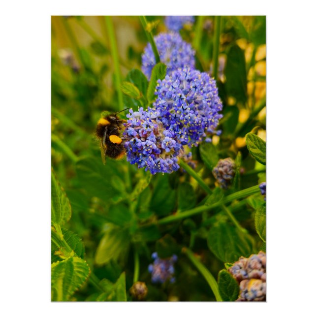Póster Bee (Anverso)