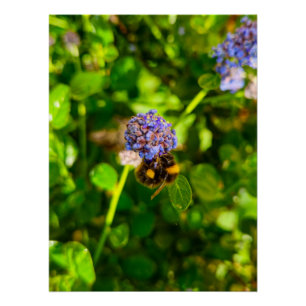 Póster Bee