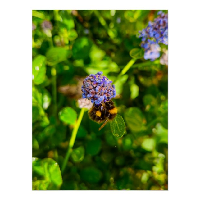 Póster Bee (Anverso)