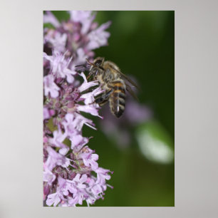 Póster Bee