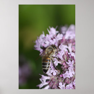 Póster Bee