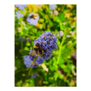 Póster Bee