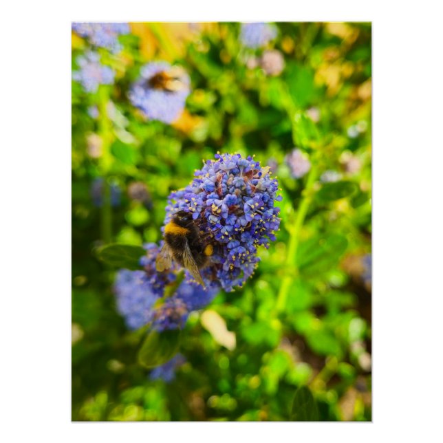 Póster Bee (Anverso)