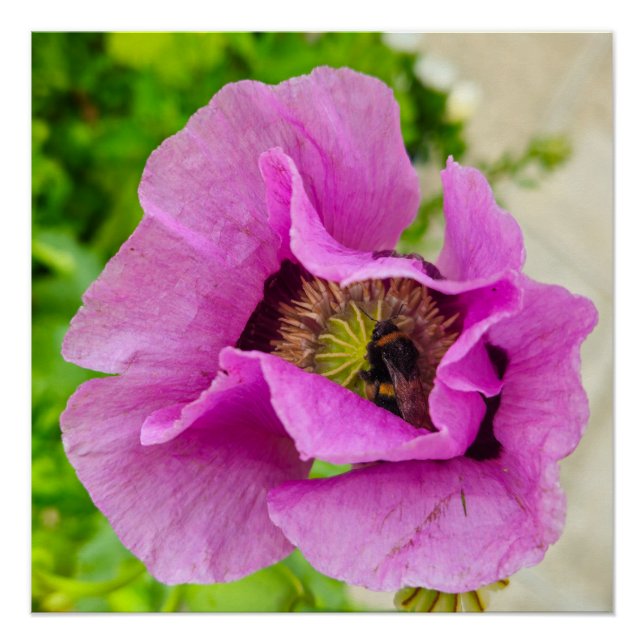 Póster Bee (Anverso)