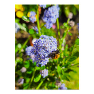 Póster Bee