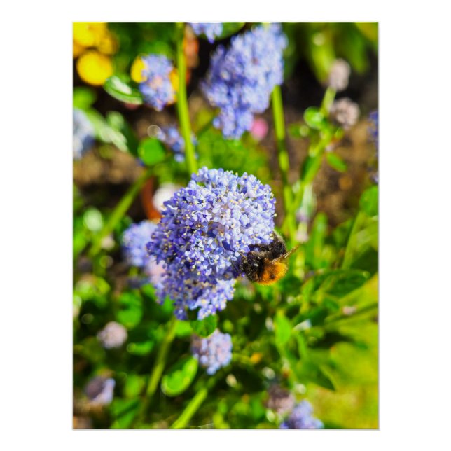 Póster Bee (Anverso)