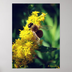 Póster Bee and Goldenrod
