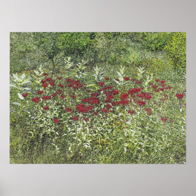 Póster Bee Balm (Bergamont) en agosto (Frente)