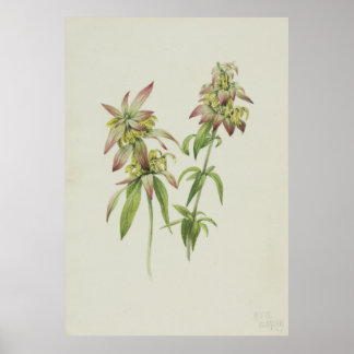 Póster Bee Balm (Monarda punctata)