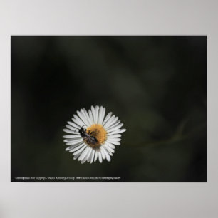 Póster Bee cosmopolita