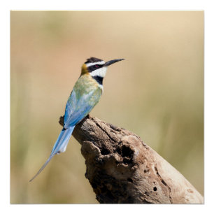 Póster Bee-eater