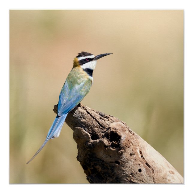 Póster Bee-eater (Anverso)