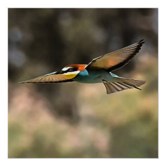 Póster Bee Eater En Un Arte Realista De Vuelo