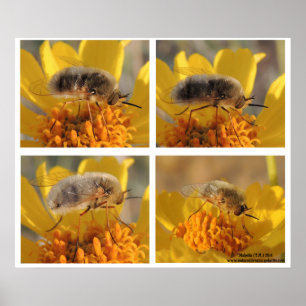 Póster Bee Fly - Familia Bombyliidae