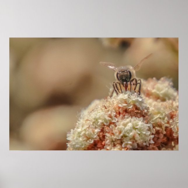 Póster Bee Happy (Frente)