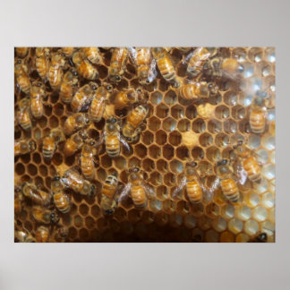 Póster Bee Hive
