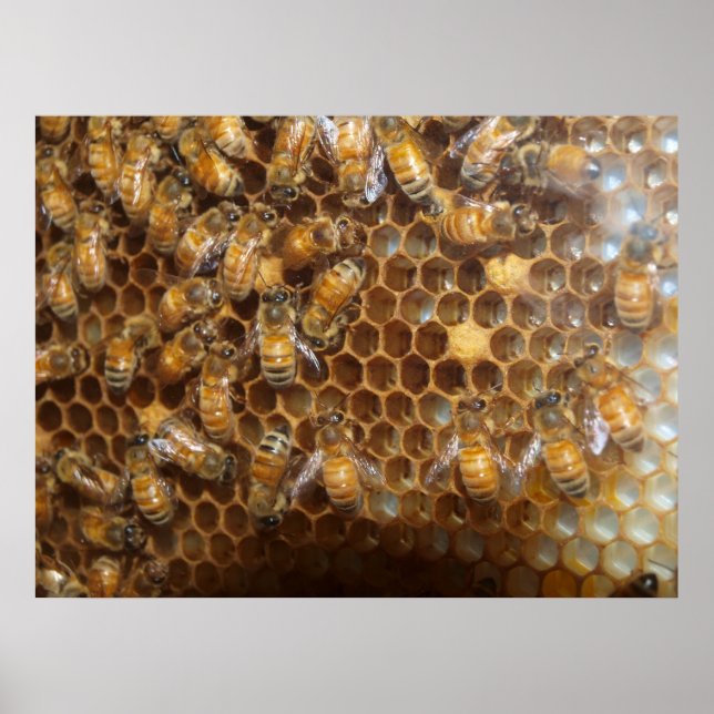 Póster Bee Hive (Frente)