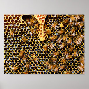 Póster Bee Hive con Honeycomb cerca