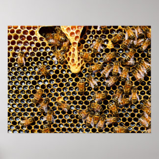 Póster Bee Hive con Honeycomb cerca