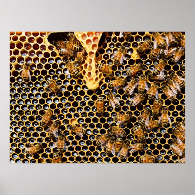 Póster Bee Hive con Honeycomb cerca (Frente)