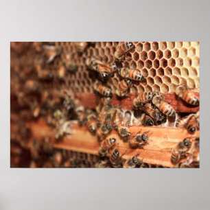 Póster Bee Hive Poster