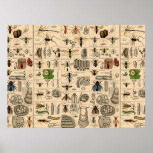 Póster Bee Insect Bug Wasp Abejas de Historia Natural