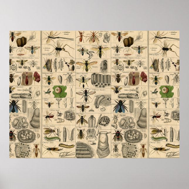 Póster Bee Insect Bug Wasp Abejas de Historia Natural (Frente)